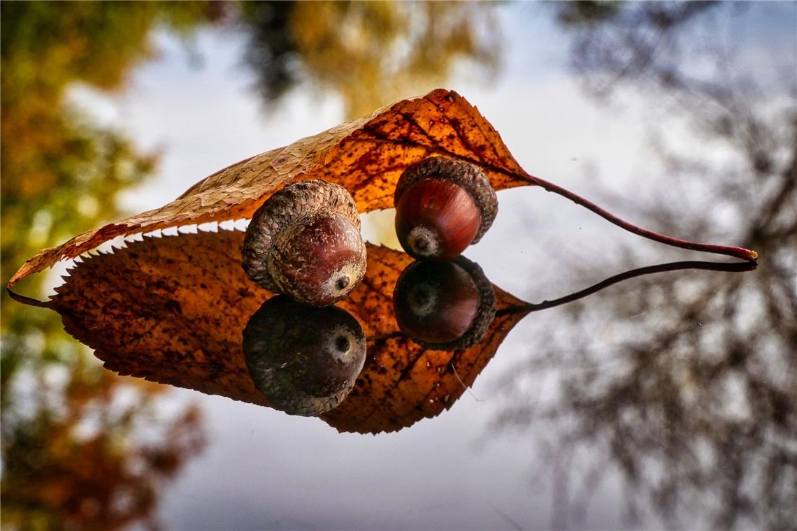 Kategorie Kreative Spiegelungen, Platz 3: „Herbstlaub“ Ausgestattet mit einer Sp...