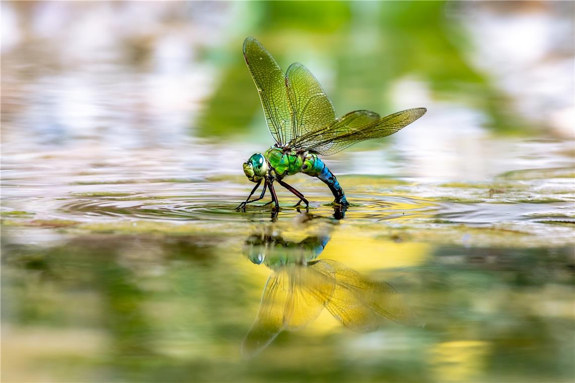 Kategorie Makrofotografie, Platz 3: Daniel Delcombel: „Aus dem Wasser in die Luf...