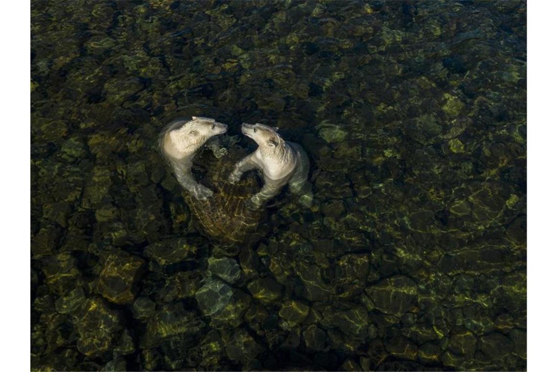 Bestes Wildtierfoto 2021 zeigt „überirdische Schönheit“