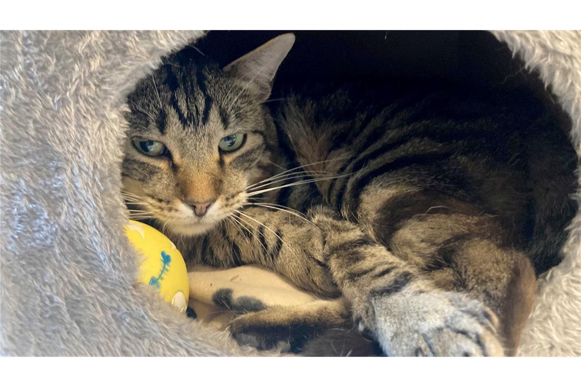 Kleine Notfelle - warum Straßenkatzen so leiden Kater Ben im Tierheim "Katzenparadies" Neustrelitz.