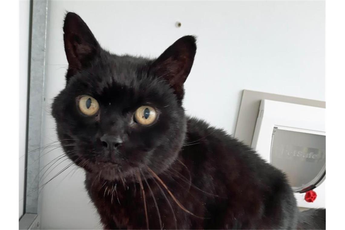 Katze nach 14 Jahren wieder zu Hause Kater Jess ist fast 14 Jahre nach seinem Verschwinden wieder mit seinem ursprünglichen Haltern vereint worden. Foto: Cats Protection/PA Media/dpa