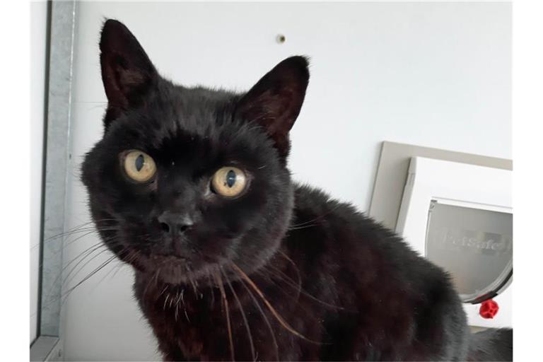 Kater Jess ist fast 14 Jahre nach seinem Verschwinden wieder mit seinem ursprünglichen Haltern vereint worden. Foto: Cats Protection/PA Media/dpa