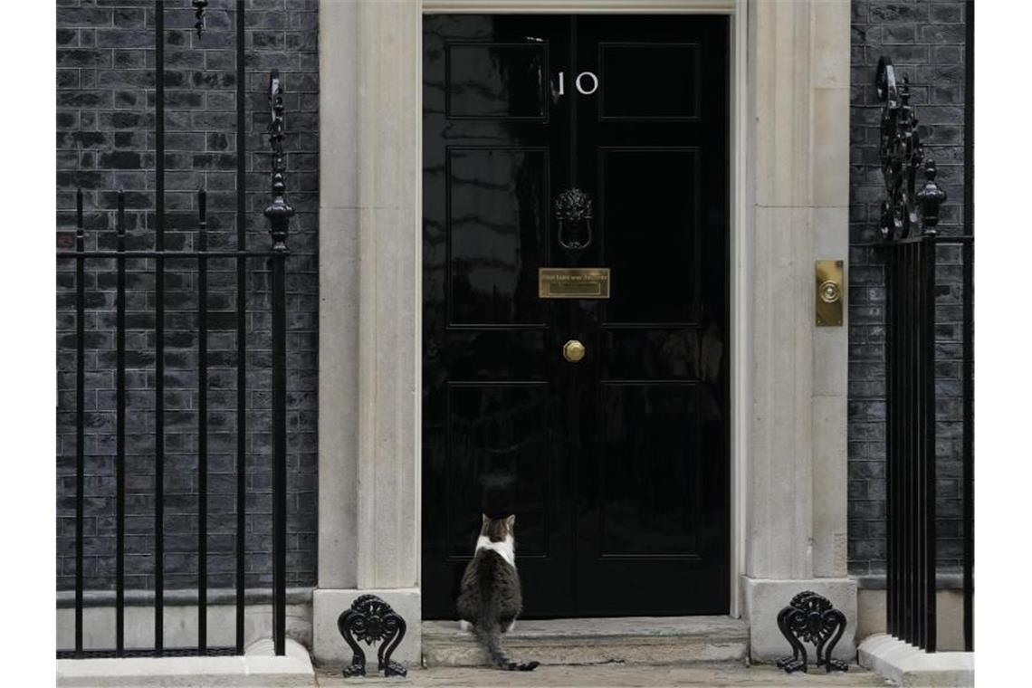 Downing Street entschuldigt sich beim Palast für Partys Kater Larry sitzt vor der Tür der 10 Downing Street. Dort wurden 2020 und 2021 - mitten im Lockdown - anscheinend rauschende Partys gefeiert. Foto: Alastair Grant/AP/dpa