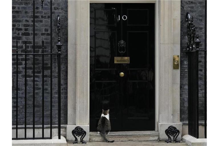 Kater Larry sitzt vor der Tür der 10 Downing Street. Dort wurden 2020 und 2021 - mitten im Lockdown - anscheinend rauschende Partys gefeiert. Foto: Alastair Grant/AP/dpa