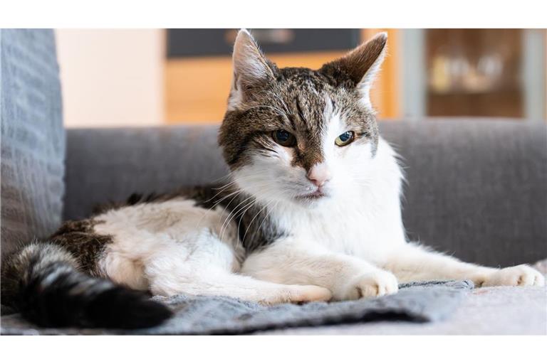 Kater Moritz soll GEZ-Gebühren zahlen?