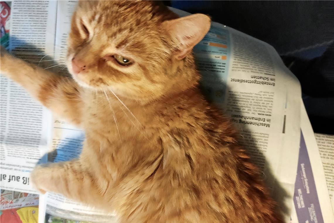 Neue Bücher vom Murrhardter Kater Tutu Kater Tutu legt großen Wert auf seine Bildung, er liest täglich Zeitung. Foto: Gerhard Fritz