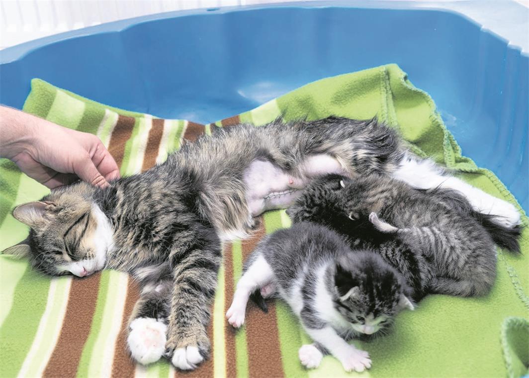 Katze Elsa geht es zwar besser, die große Narbe auf ihrem Bauch zeigt allerdings, wie schwer ihre Verletzung ist. Ihren Nachwuchs kann sie seit der Notoperation nicht mehr säugen, die kleinen Kätzchen müssen alle vier Stunden von Hand gefüttert werden. Fotos: J. Fiedler