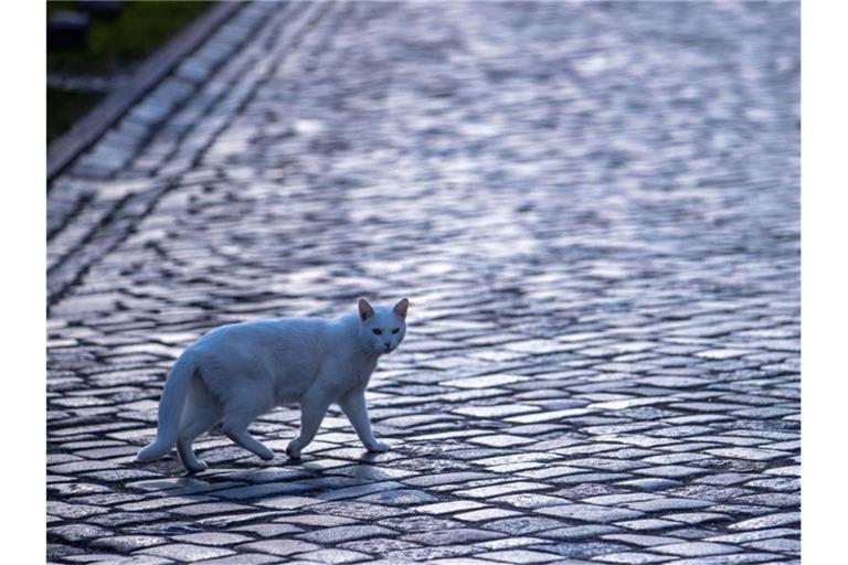 Katze mit Gefühlen: Die britische Regierung will das Land zum Vorreiter bei Tierrechten machen. (Symbolbild). Foto: Jens Büttner/dpa-Zentralbild/ZB