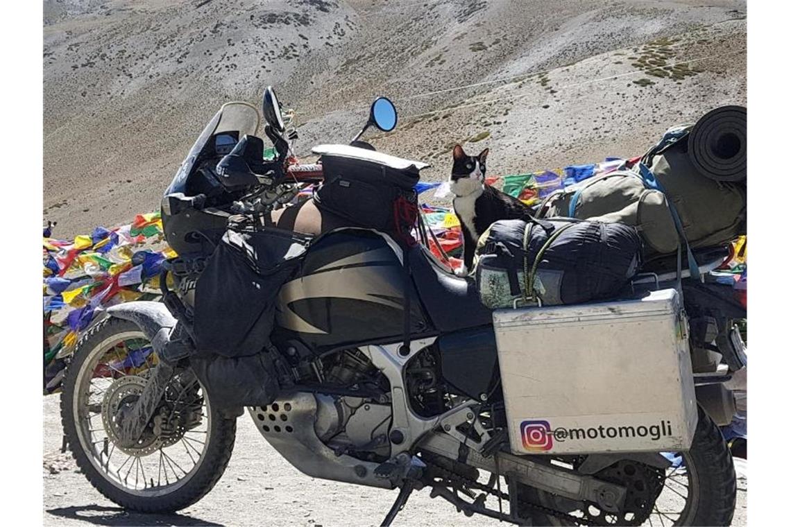 Katze Mogli sitzt am Himalaya auf dem Motorrad. Foto: Martin Klauka/dpa