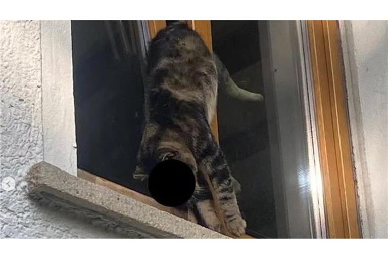 Katze "Simba" kam in Reutlingen in einem Fenster ums Leben. 