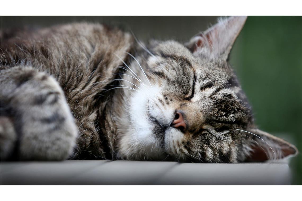 Cat Content gesucht: Forscher werten Katzenvideos aus Katzen schlafen häufiger auf der linken Seite, aber wieso eigentlich genau? Forscher haben eine Vermutung. (Symbolfoto)