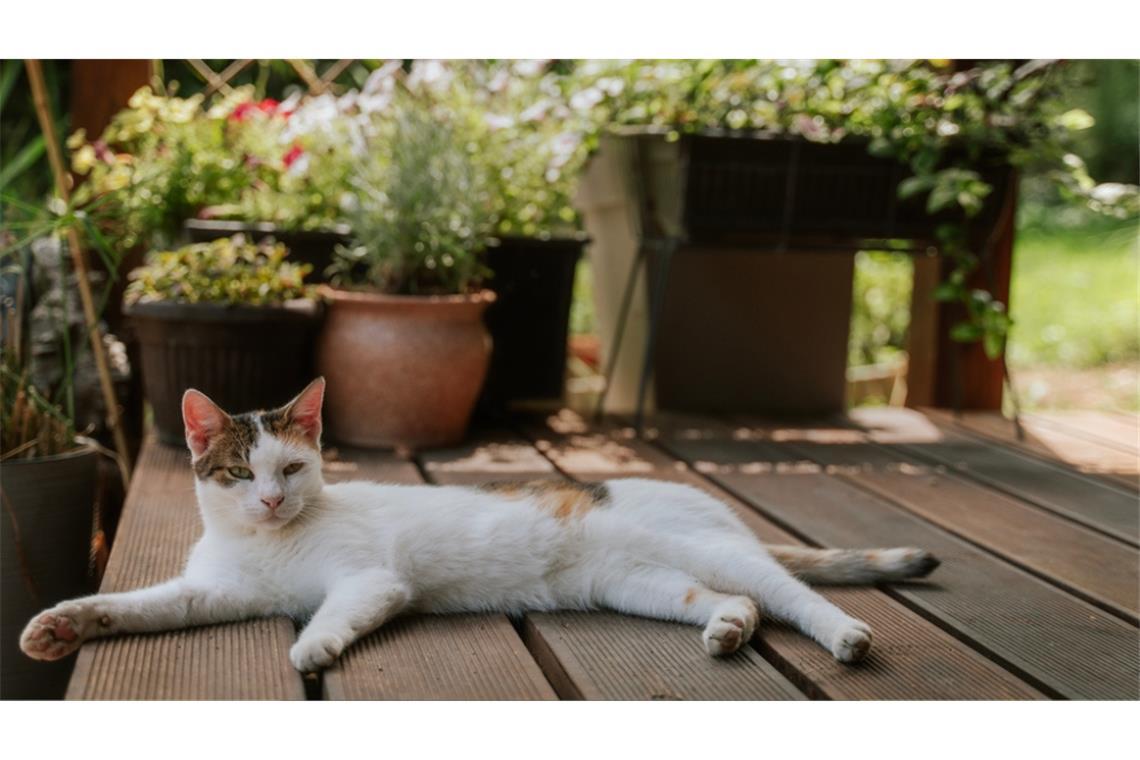 Katzen und Hitze: Wann wird es den Samtpfoten zu heiß?