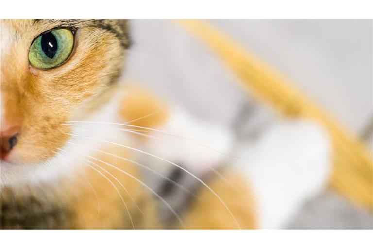 Katzenbesitzer sollen der Wissenschaft helfen: Mit Handyvideos ihrer Lieblinge. (Symbolbild)