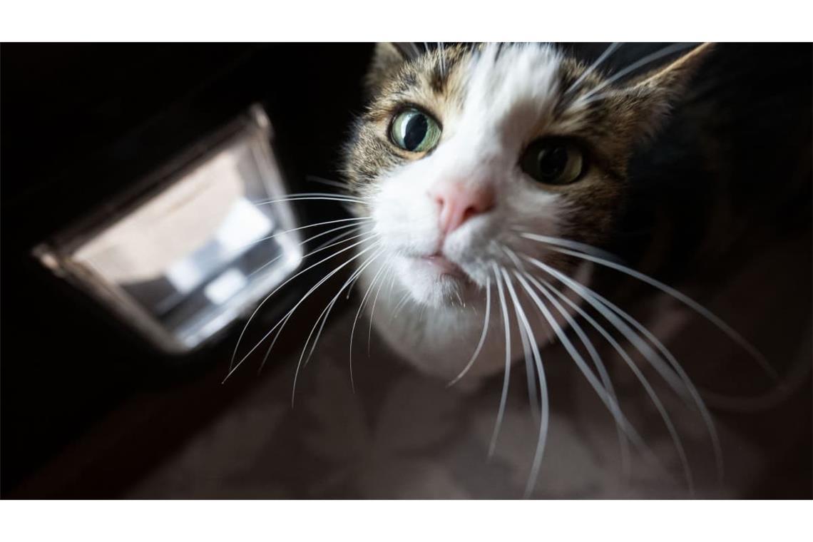 Katzenklappen können fremde Katzen fernhalten und dafür sorgen, dass die eigene keine Beute mit ins Haus bringt.