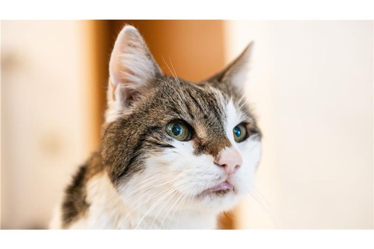 Katzenvideos für die Forschung gesucht