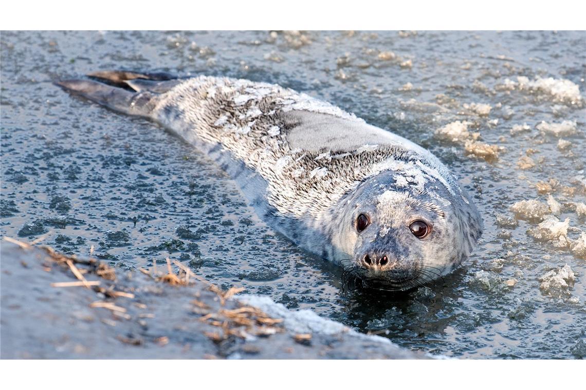 Kegelrobbe "Molly" schwimmt nach ihrer Auswilderung im teils gefrorenen Wasser der Nordsee bei Friedrichskoog,