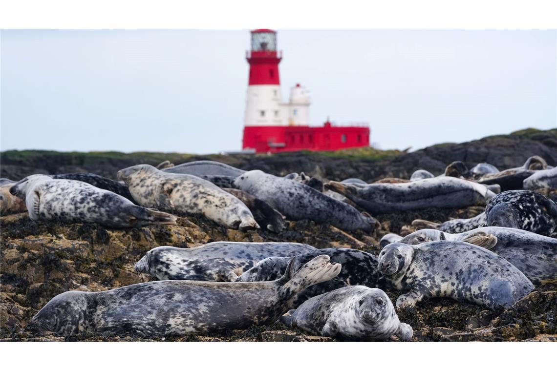 Kegelrobben-Kolonie auf den Farne-Inseln vor Northumberland