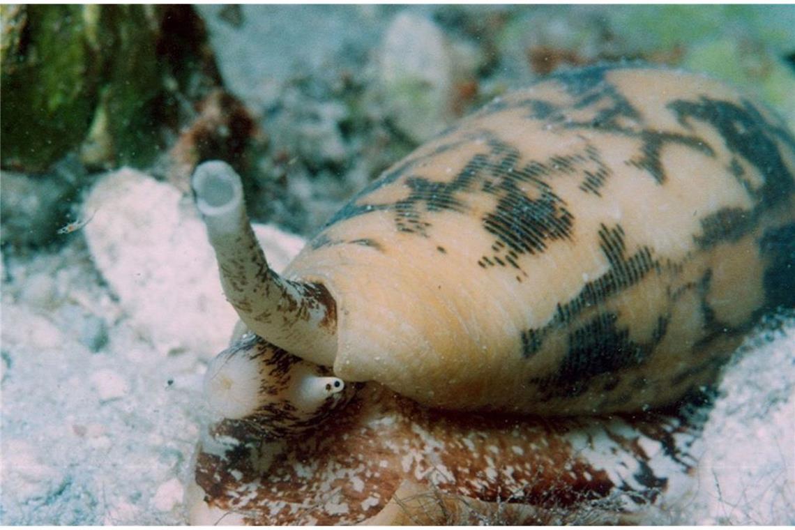 Kegelschnecke (Condiae): Diese wunderschönen Meerestiere leben in tropischen Gewässern. Immer wieder sterben Taucher, die nach den zauberhaften Wesen greifen. Schon wenige Tropfen des Gifts reichen aus, um bis zu 20 Menschen zu töten. Der Hautkontakt führt zu extrem starken Schmerzen, Muskellähmung sowie Seh- und Atemstörungen.