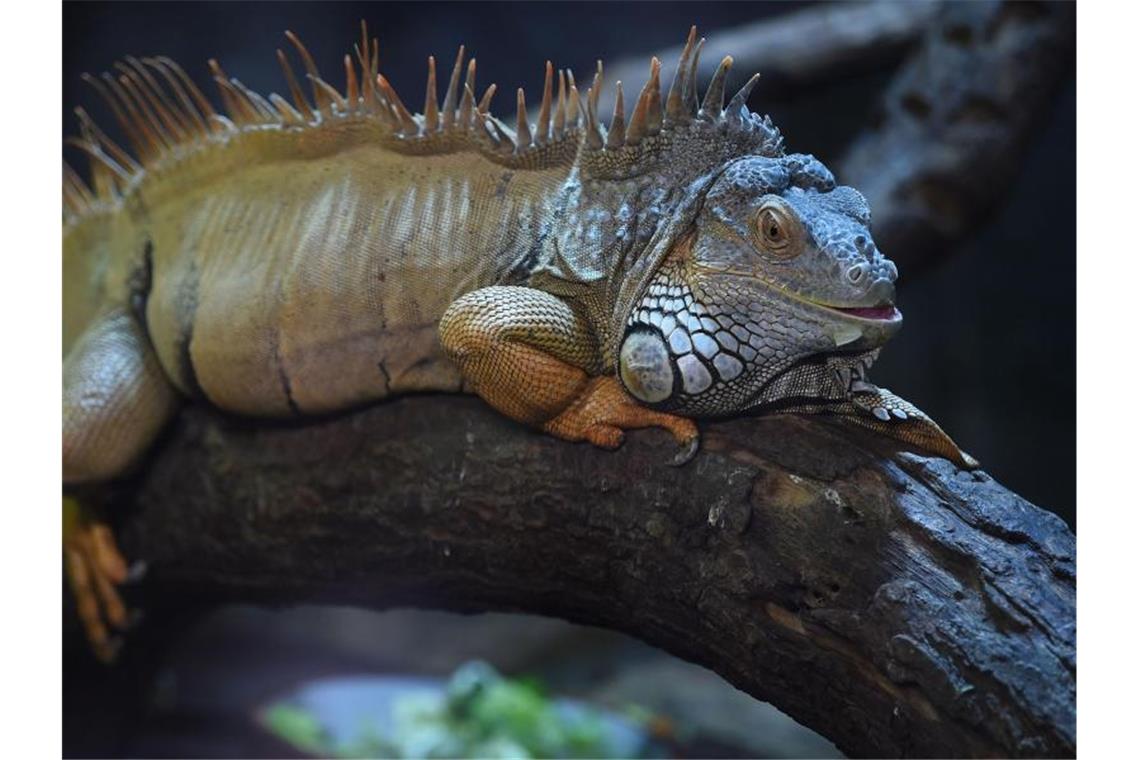 Kein Freund von Kälte: Im Florida regnet es derzeit unterkühlte Leguane, die sich nicht in ihren Bäumen festhalten können. Foto: Carmen Jaspersen/dpa