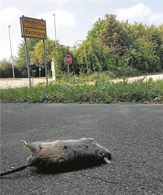 Erneute Rattenplage in Backnang-Süd Kein seltener Anblick: Eine tote Ratte am südlichen Stadtrand. Foto: privat
