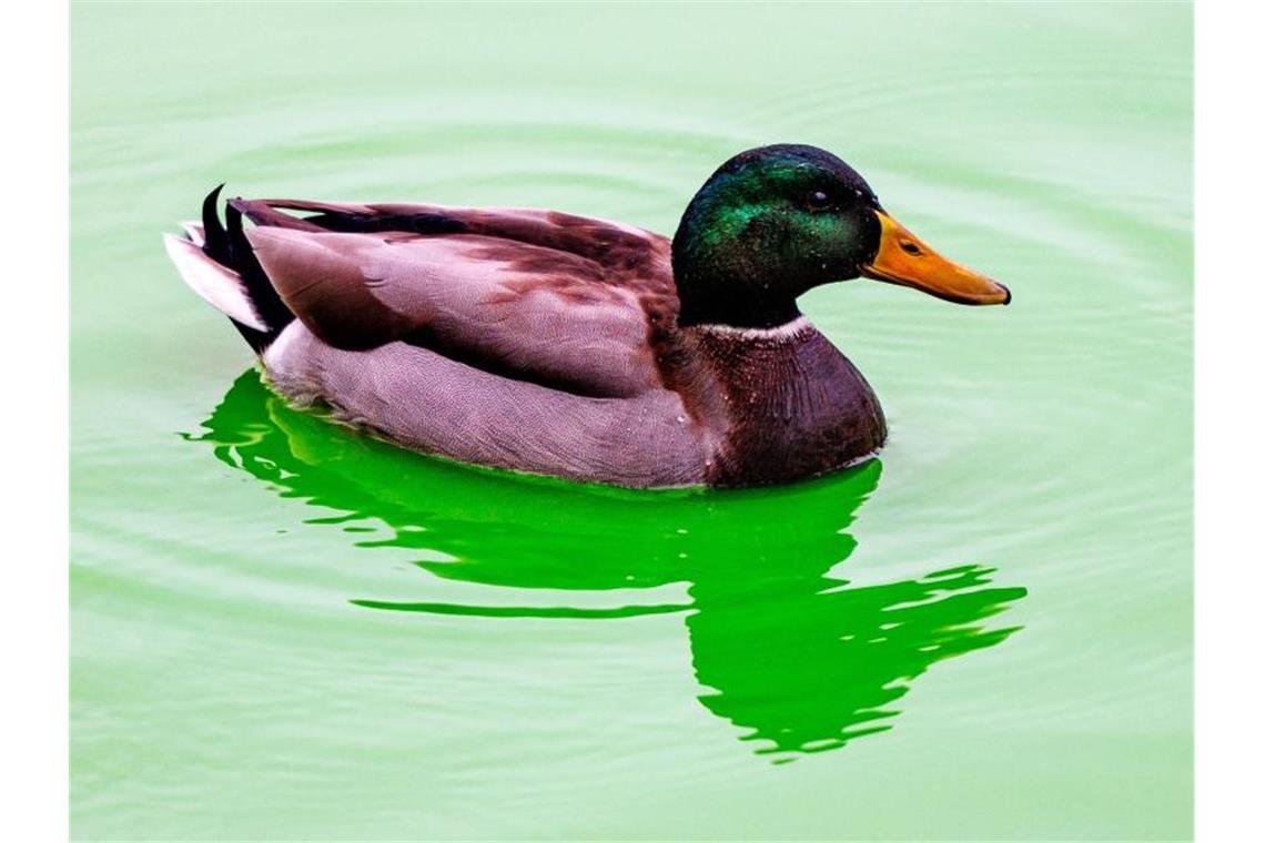 Keine Bildbearbeitung: Eine Ente schwimmt auf dem grünen Wasser. Foto: Axel Heimken/dpa