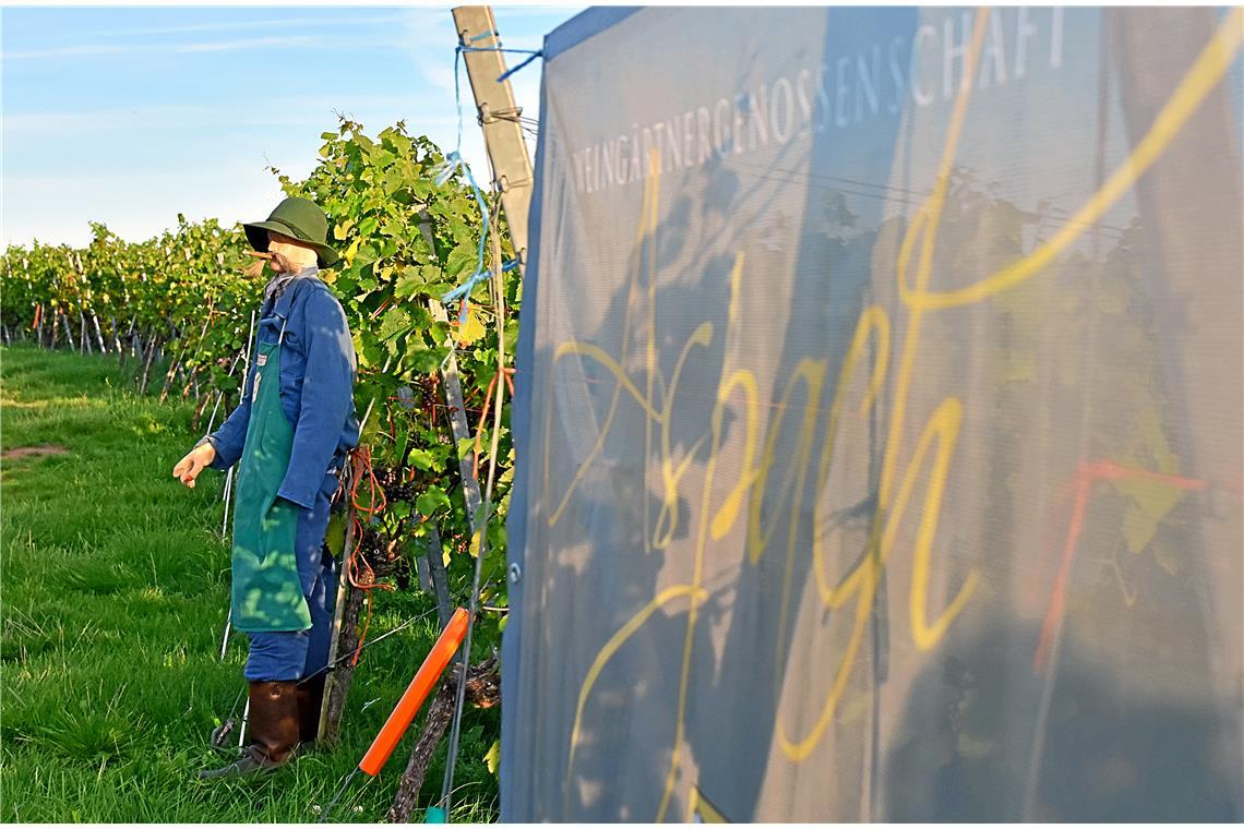 Kelter. Wein. Berg. „Party im Weinberg“ am Samstagabend rund um die historische ...