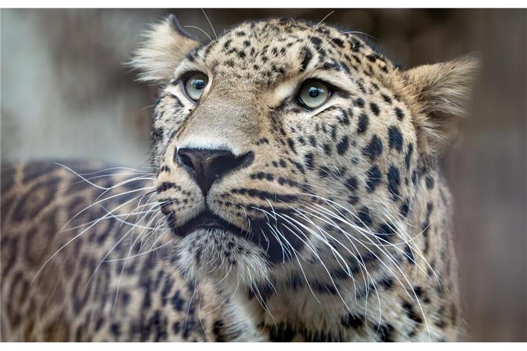 Khal ist eingezogen.