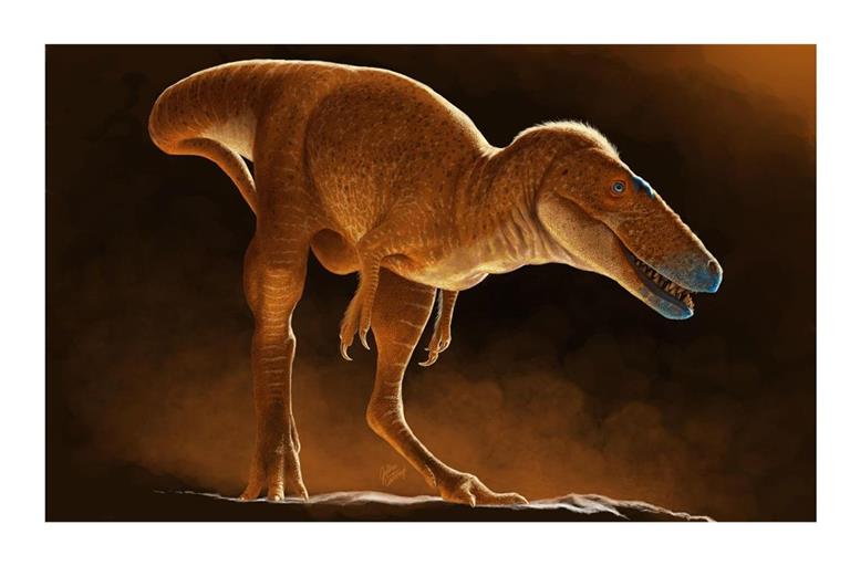 Khankhuuluu mongoliensis ist ein wichtiges Bindeglied in der Tyrannosaurier-Evolution vom Leichtgewicht zum Koloss.