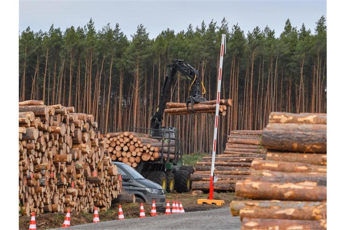 Brandenburg hofft auf Rodung für Tesla Kiefernstämme liegen an einer Baustraße auf dem künftigen Gelände der Tesla Gigafactory nahe Berlin. Foto: Patrick Pleul/dpa-Zentralbild/dpa