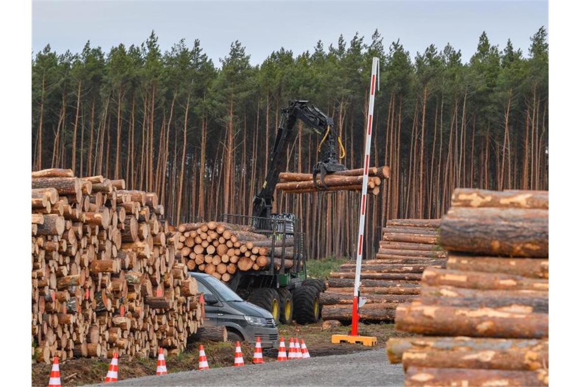 Kiefernstämme liegen an einer Baustraße auf dem künftigen Gelände der Tesla Gigafactory nahe Berlin. Foto: Patrick Pleul/dpa-Zentralbild/dpa