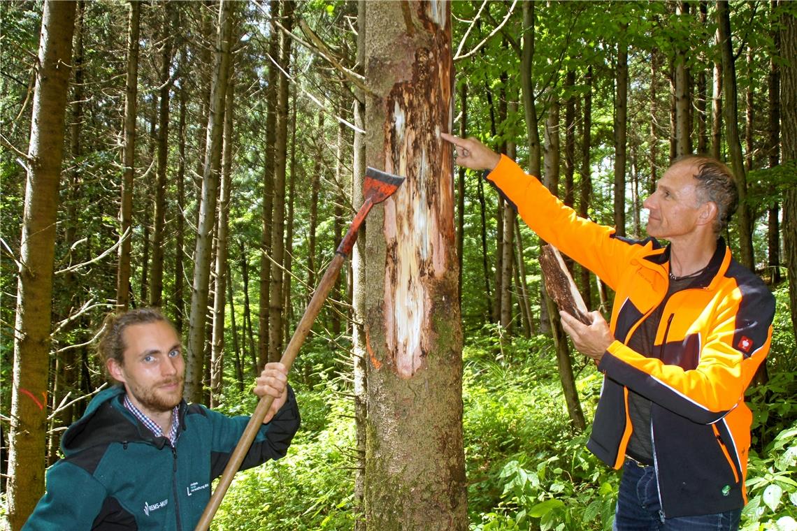 Kilian Knötzele (links) und Jürgen Baumann begutachten die Schäden durch den Borkenkäfer. Fotos: U. Gruber