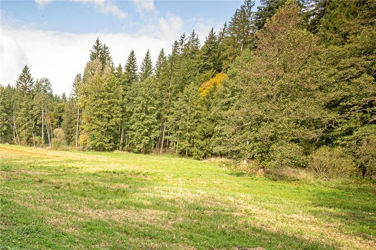 Kirchbergs Wald sorgt längst nicht mehr für Einnahmen. Symbolfoto: Alexander Becher 
