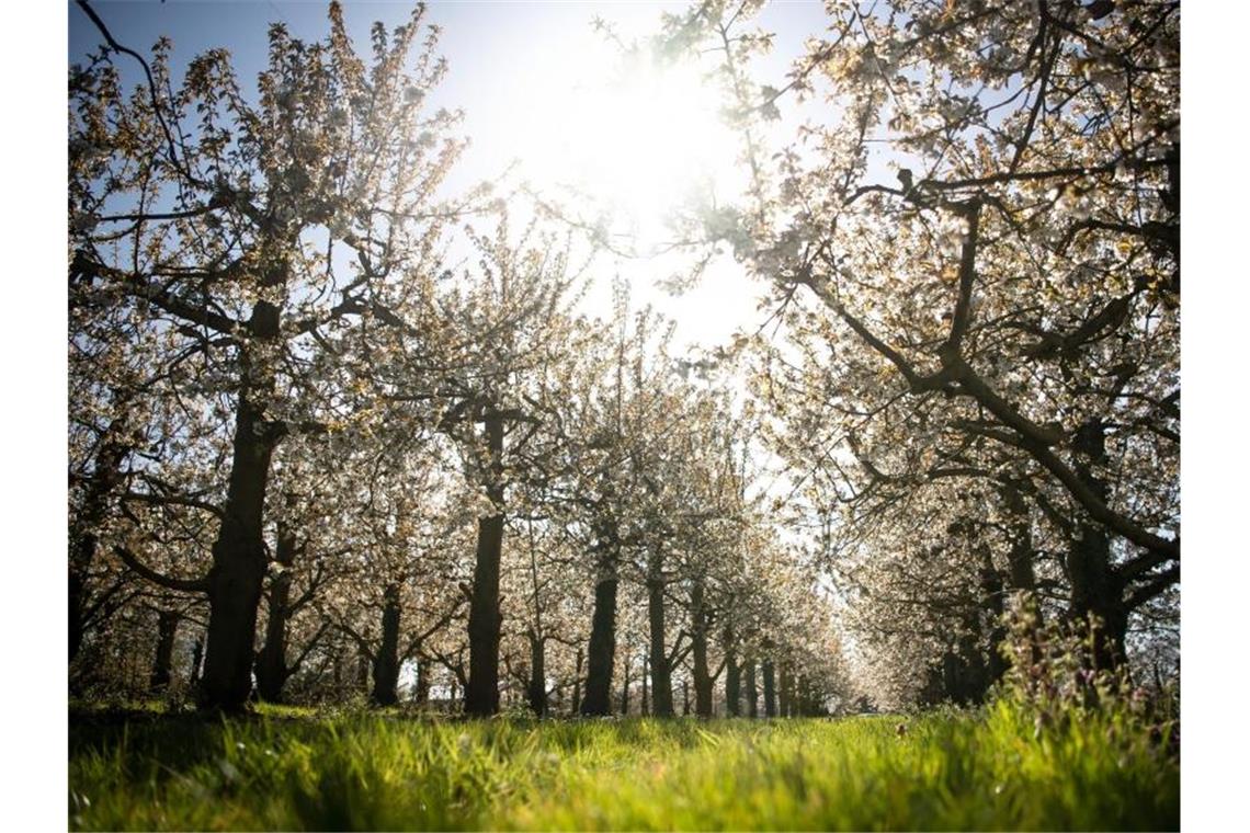 Kirschbäume blühen in einer Obstbaumplantage. Foto: Sina Schuldt/dpa