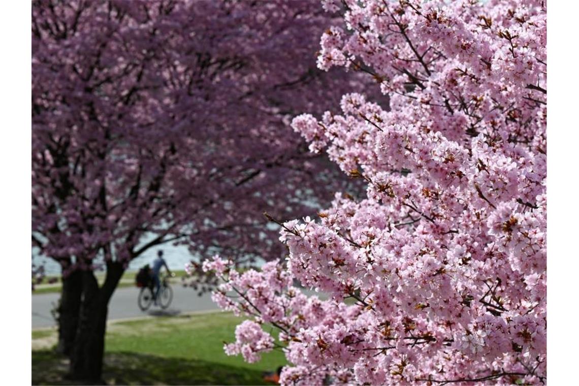Viel Sonne und milde Temperaturen an Ostern im Ländle Kirschbäume in voller Blüte. Foto: Arne Dedert/dpa