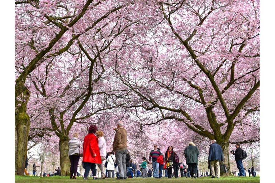 Klimawandel bedroht Schlossgarten in Schwetzingen Kirschblüte im Schwetzinger Schlossgarten. Foto: Uwe Anspach/Archivbild