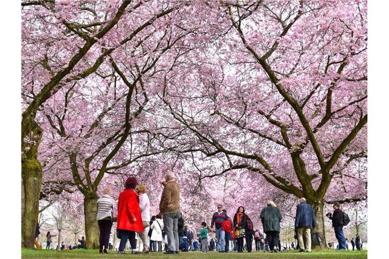 Kirschblüte im Schwetzinger Schlossgarten. Foto: Uwe Anspach/Archivbild