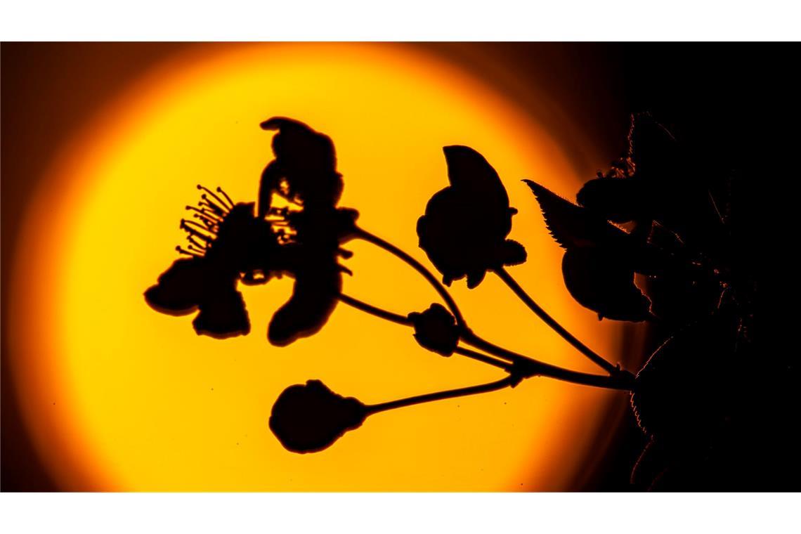 Kirschblüten vor Sonnenuntergang