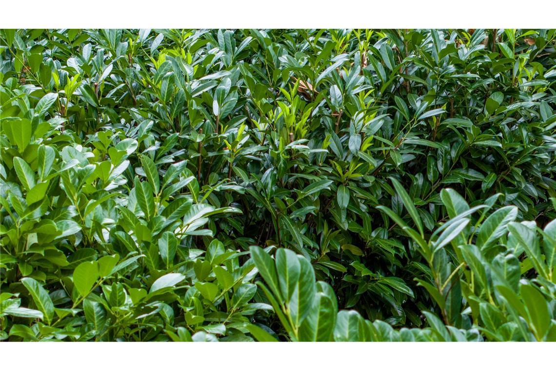 Kirschlorbeer ist wie Hortensien und Forsythien ökologisch nahezu wertlos. (Archivbild)