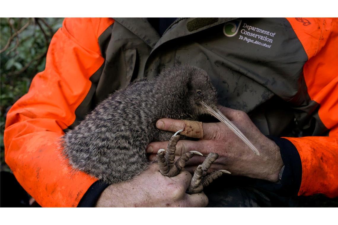 Seltener Kiwi-Vogel auf Neuseelands Festland wiederentdeckt Kiwis sind flugunfähige Laufvögel und das Nationalsymbol Neuseelands.