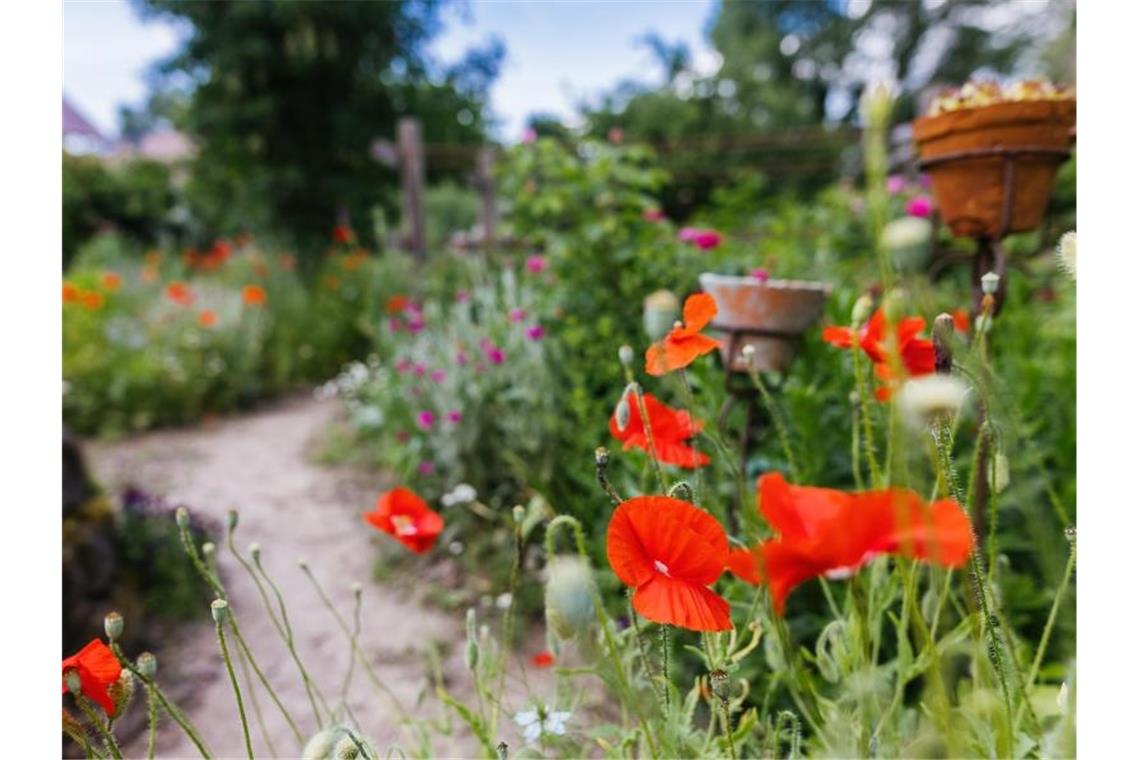 Karlsruhe fördert begrünten Freiraum vor der Haustür Klatschmohn blüht in einem Garten. Foto: Philipp von Ditfurth/dpa/Archivbild