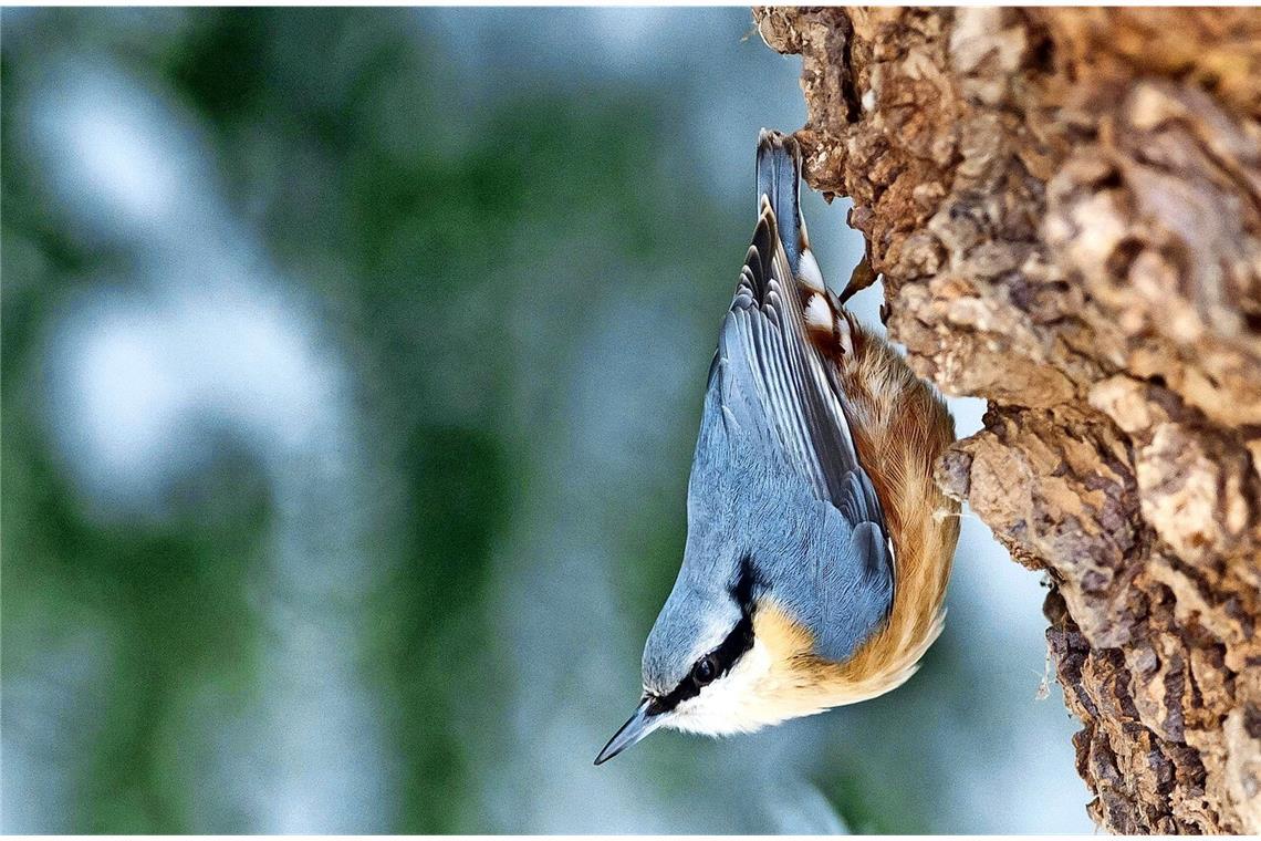 Kleiber (Sitta europaea).