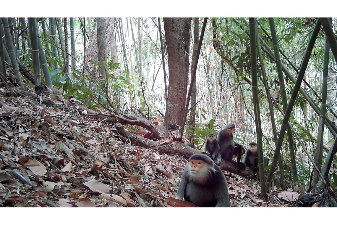 Kleideraffen gelten als einige der schönsten Primaten der Welt - aber sie sind extrem selten.