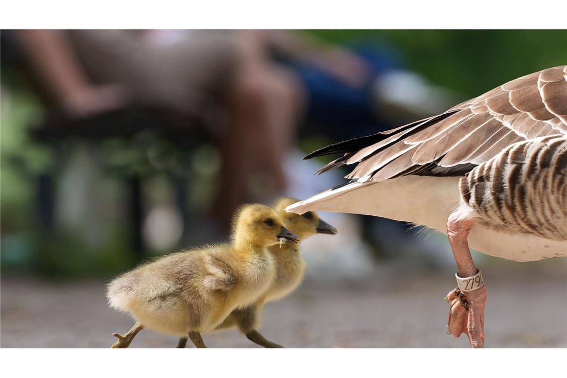 Bilder des Tages Kleine Graugansküken laufen am Ufer der Außenalster ihren Eltern hinterher.
