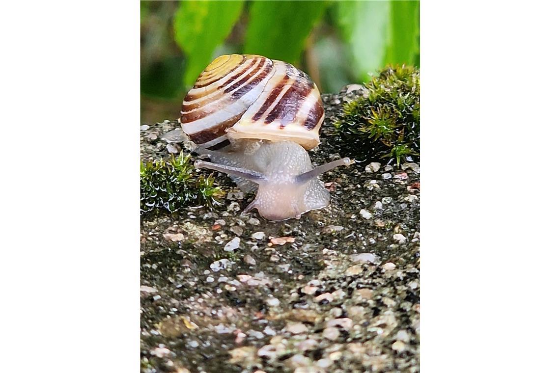Kleine Schnecke