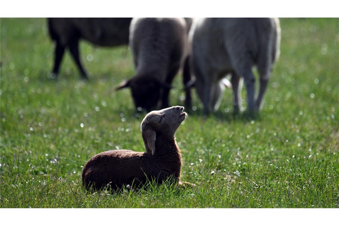 Sylt jagt einen Goldschakal - erster Abschuss in Deutschland Kleinere Tiere wie Lämmer kann ein Goldschakal leicht erbeuten. (Symbolbild)