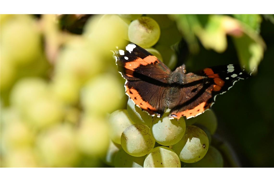 Kloster Pforta: Admiral-Schmetterling sorgt für Farbtupfer bei der Weinlese in Sachsen-Anhalt.