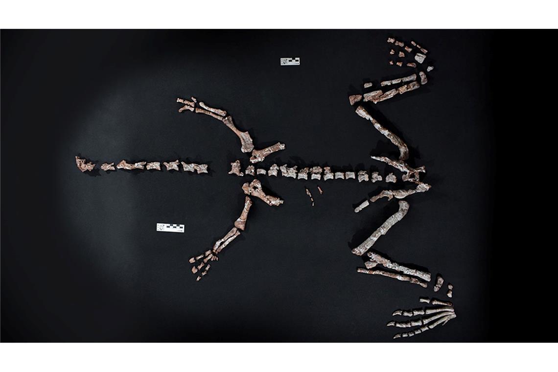 Fossilienfund in Argentinien: Einer der ältesten Dinosaurier Knochen des Dinosauriers Huayracursor jaguensis