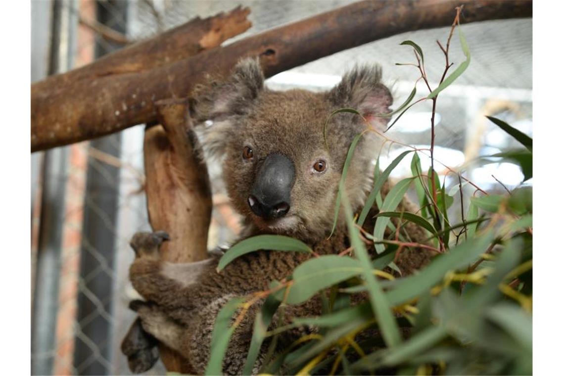Koala Ian ist einer von 20 Beutelsäugern, die in der Australischen Nationaluniversität in Canberra untergekommen sind. Foto: Subel Bhandari/dpa