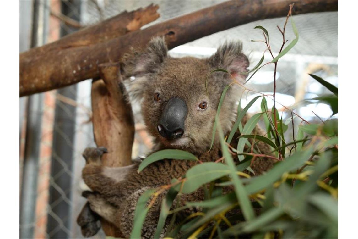 Buschfeuer wüten um Australiens Hauptstadt Canberra Koala Ian ist einer von 20 Beutelsäugern, die in der Australischen Nationaluniversität in Canberra untergekommen sind. Foto: Subel Bhandari/dpa