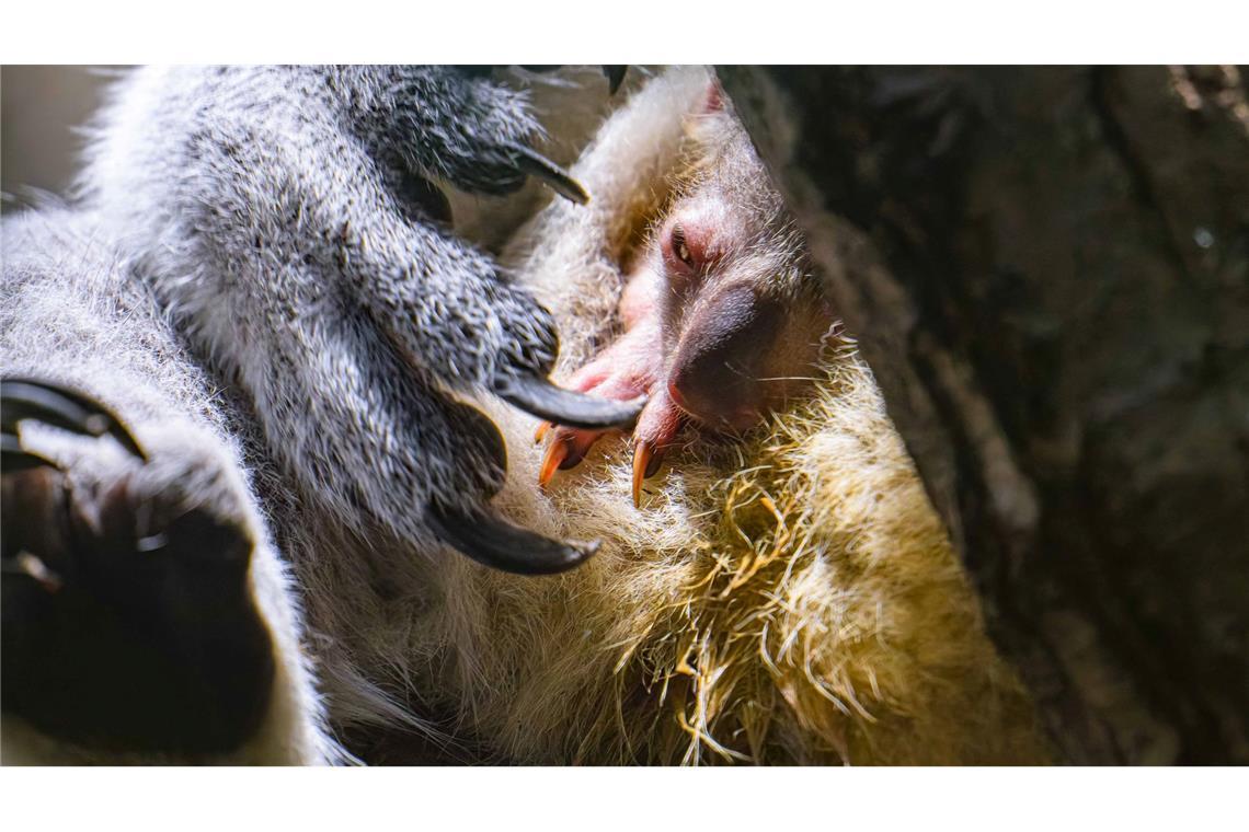 Nach Koala-Drama wieder Nachwuchs im Duisburger Zoo Koala-Nachwuchs in Duisburg: Das Jungtier schaut vorsichtig aus dem Beutel.